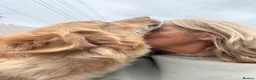 Mixed Breed dogs for sale: Magnificent blonde wolf dog puppies golden sarloos - Advert 5