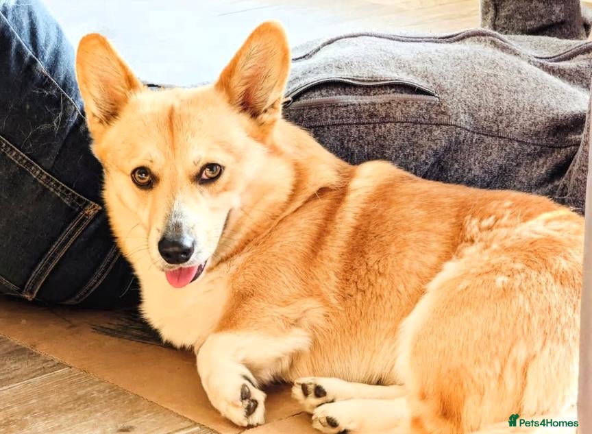 Welsh Corgi Pembroke dogs Corgi Pembroke 4 year old  - Advert 3