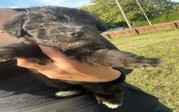 Mixed Breed dogs for sale: Foxypoo puppies for sale  - Image 20