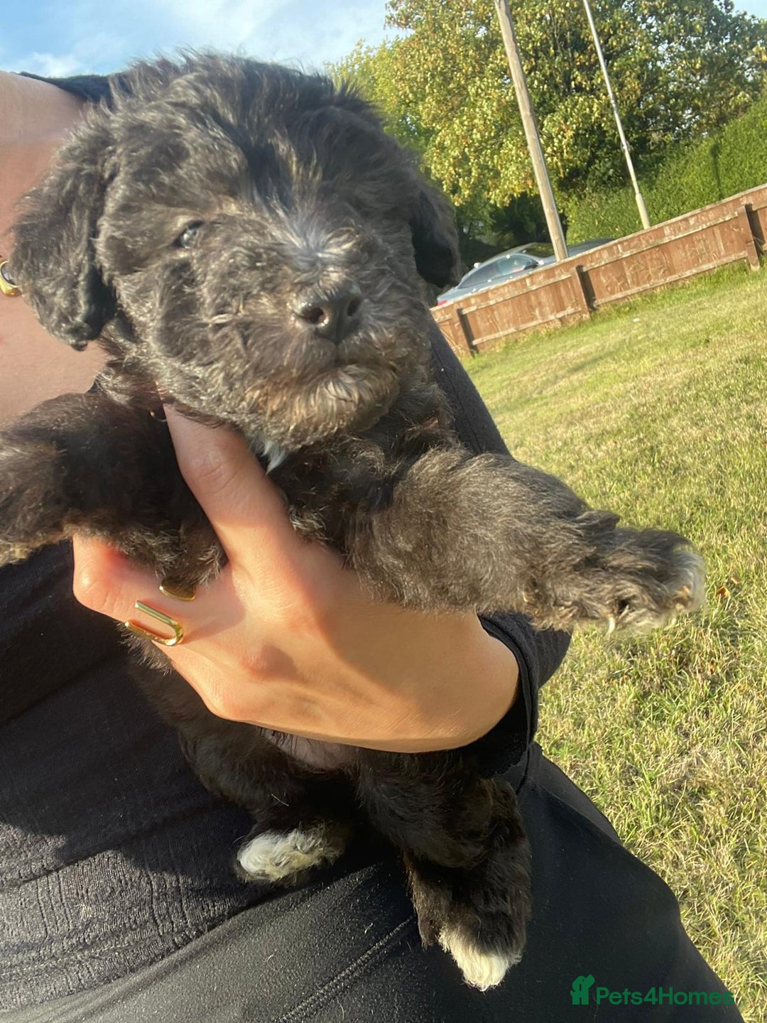 Mixed Breed dogs for sale: Foxypoo puppies for sale  - Image 20