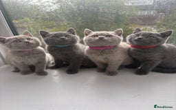 British Shorthair cats for sale: Beautiful BSH kittens- 1 boy remaining! REDUCED 🐾 - Image 10
