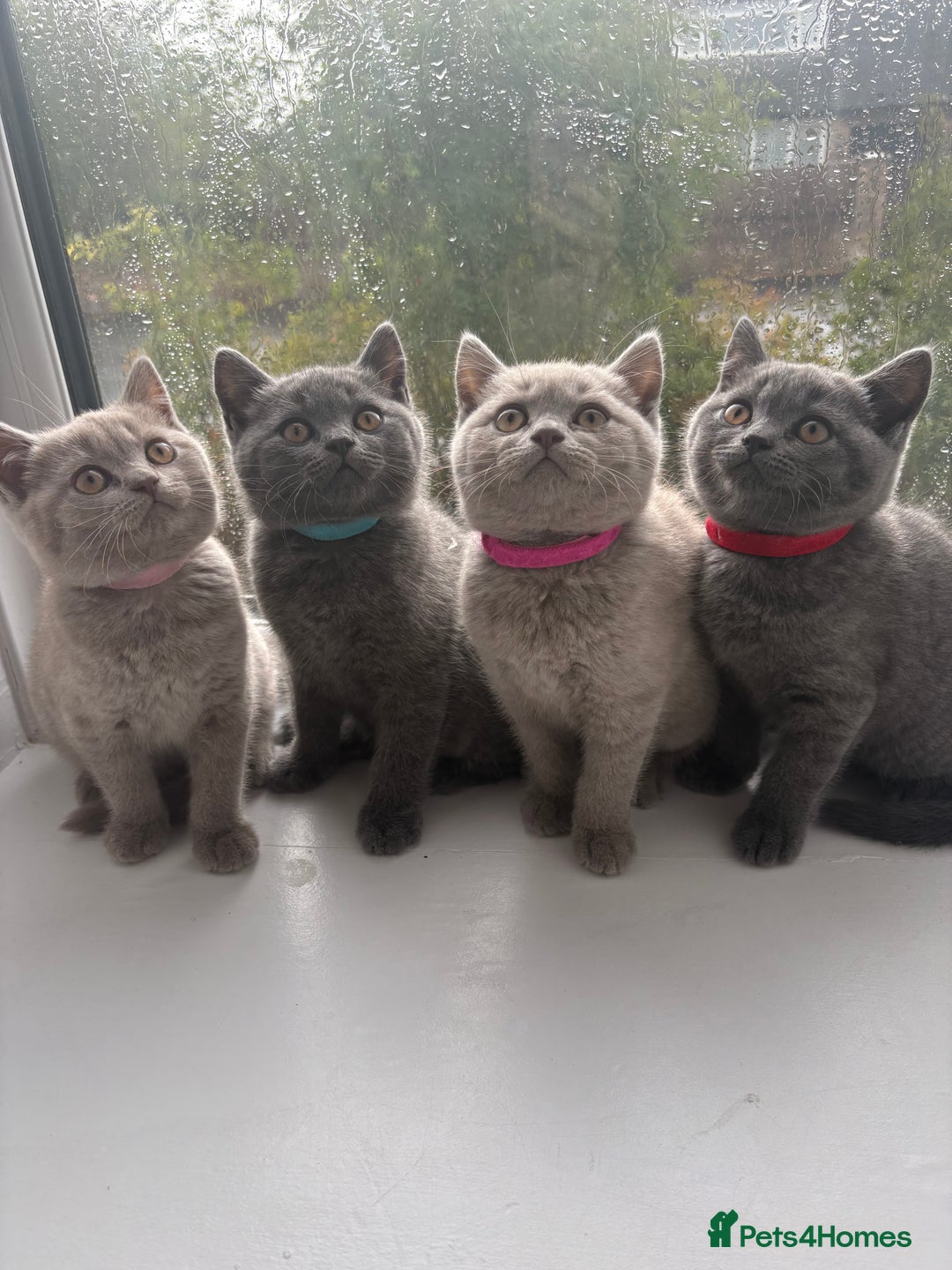 British Shorthair cats for sale: Beautiful BSH kittens- 1 boy remaining! REDUCED 🐾 - Image 10