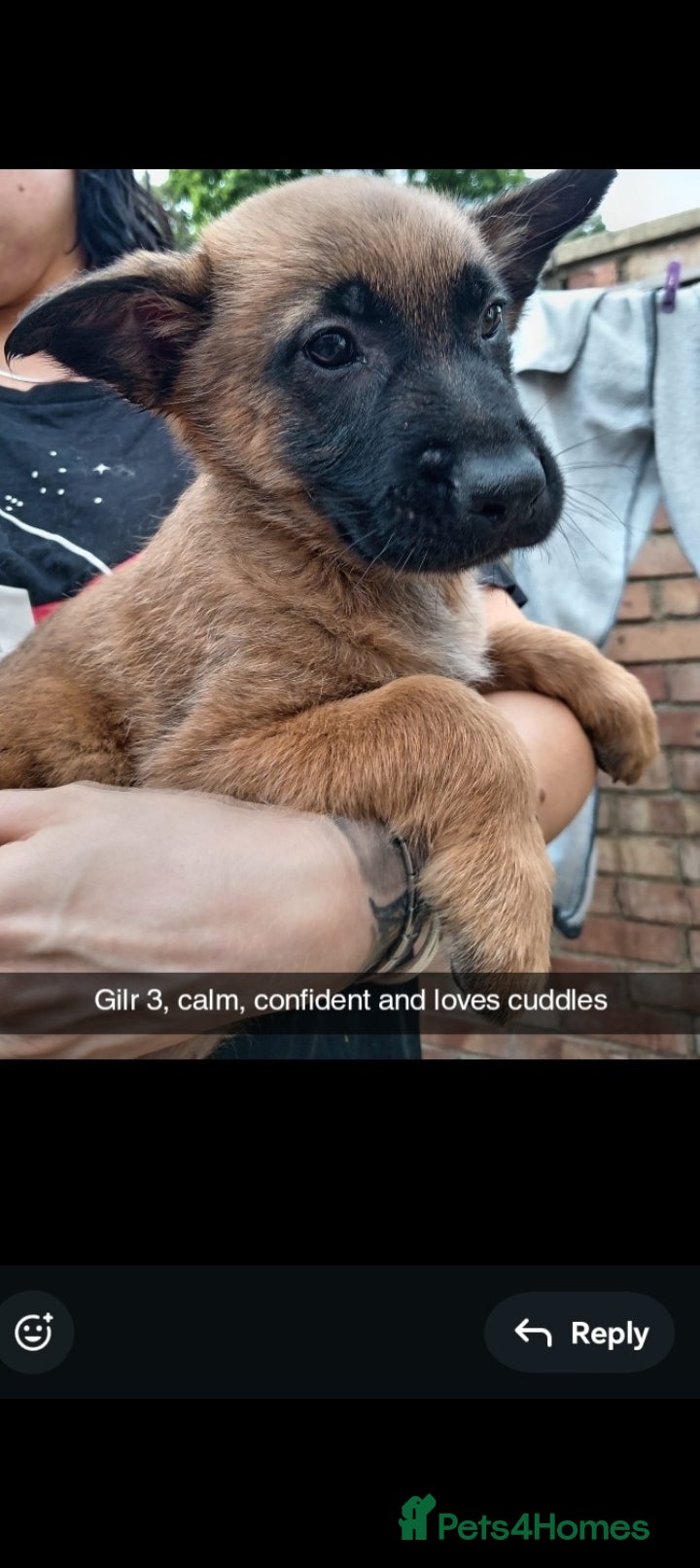 Belgian Shepherd Dog dogs for sale: Belgian Malinois Puppies Ready Now - Advert 4