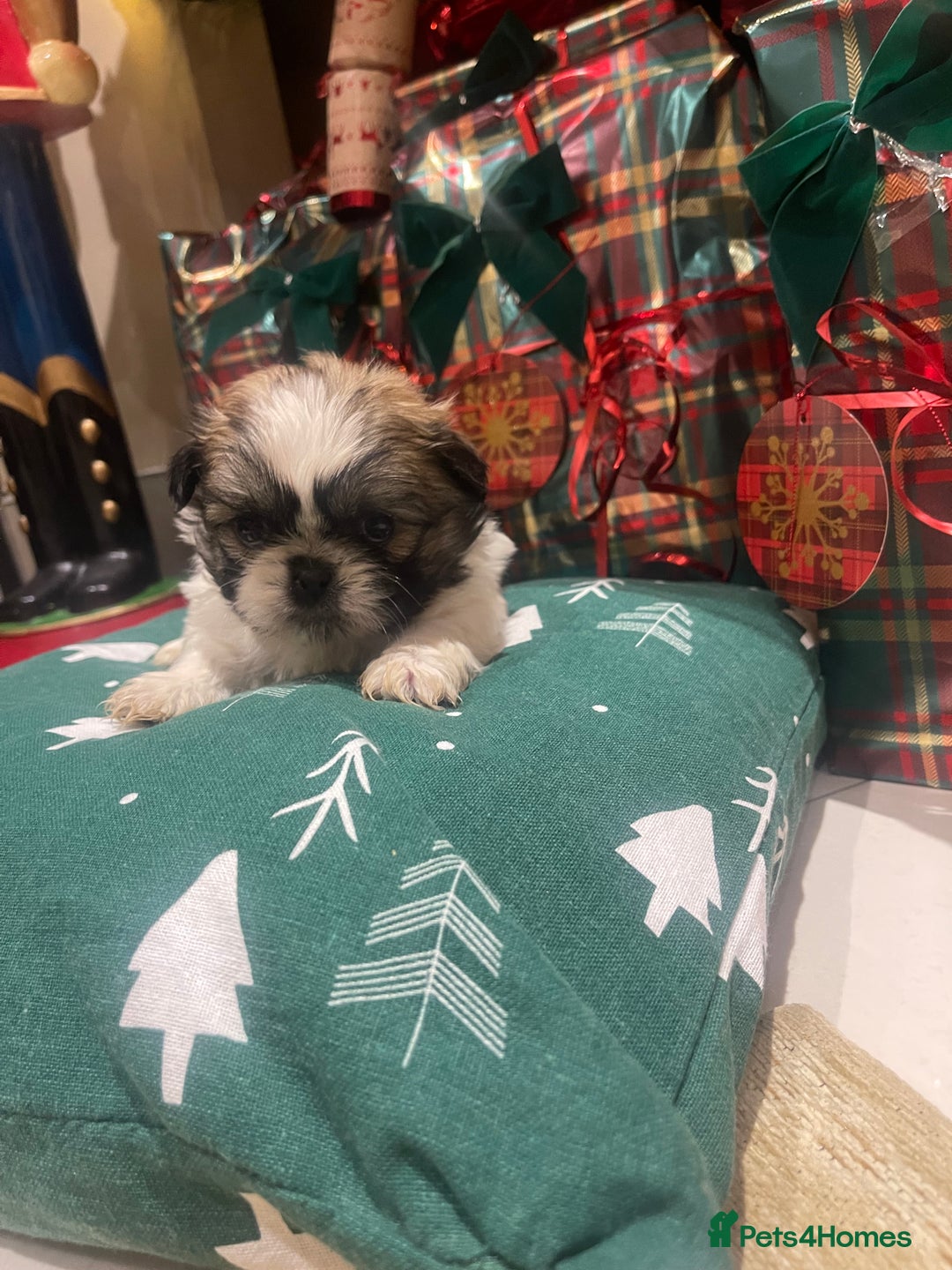 Shih Tzu dogs for sale: Shih tzu  puppies  - Advert 15