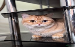 British Shorthair cats for sale: GCCFreg BSH & BLH Chocolate & Black Golden Kittens - Image 26