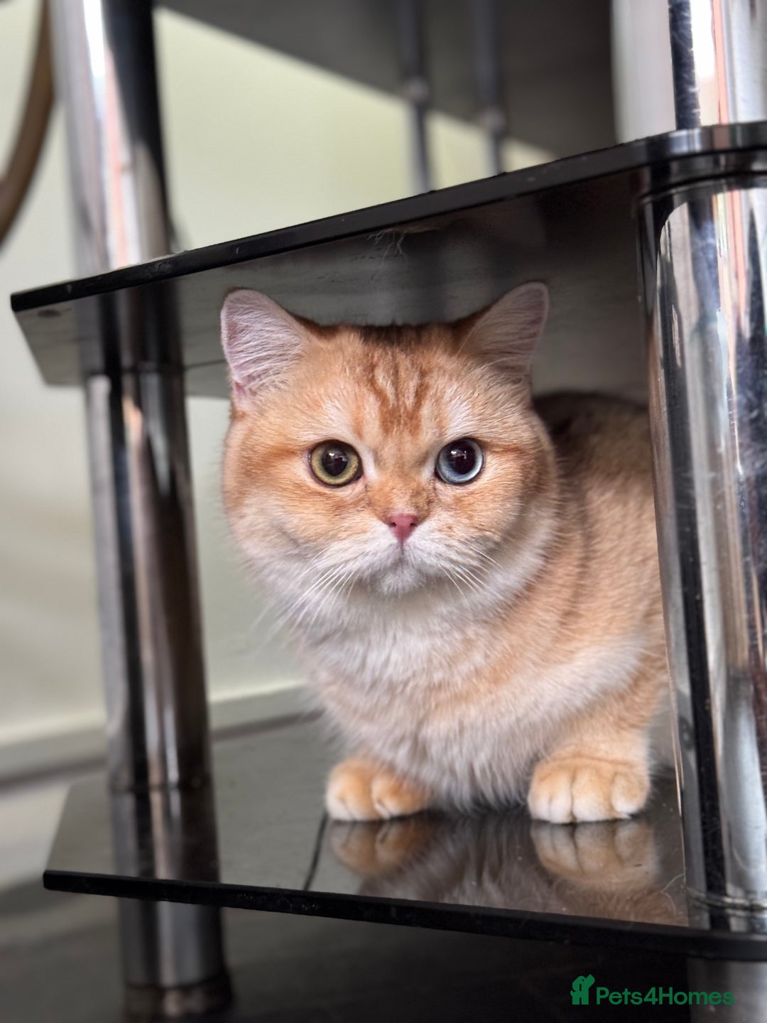 British Shorthair cats for sale: GCCFreg BSH & BLH Chocolate & Black Golden Kittens - Image 26