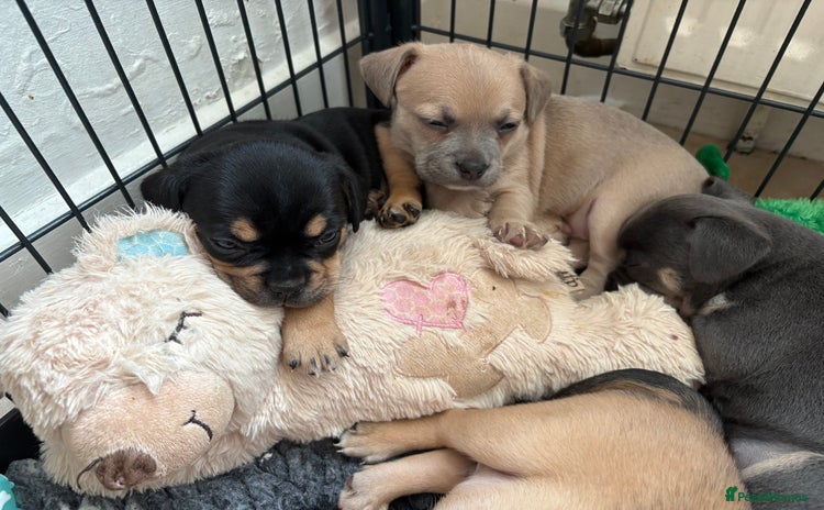 Mixed Breed dogs - Advert 14
