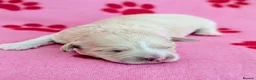 Maltipoo dogs for sale: Toy Maltipoo puppies - DNA health tested parents! - Advert 21