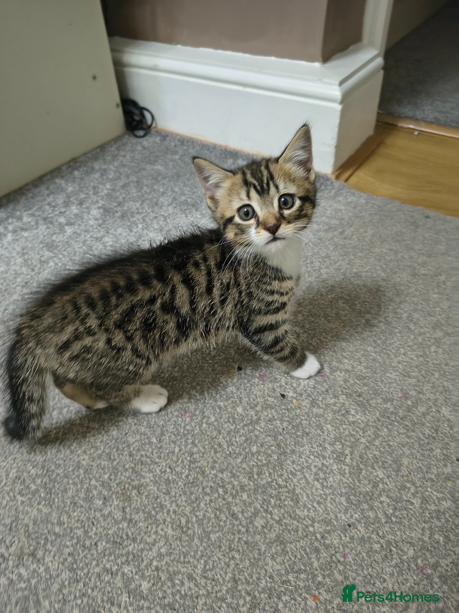 British Shorthair cats 1cute kitten boy are looking for a new owner - Advert 15