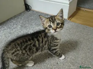 British Shorthair cats 1cute kitten boy are looking for a new owner - Advert 15