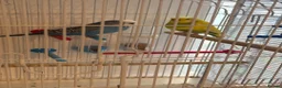 Budgerigars birds for sale: 2 Budgies, with cage and accessories in Manchester - Advert 3