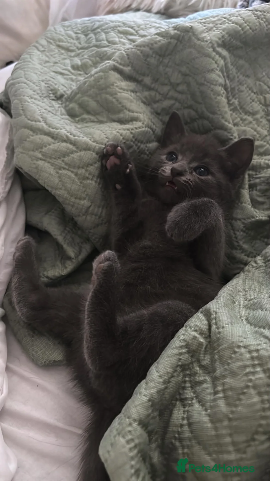 Mixed Breed cats for sale: 2 mixed breeed make kittens  in Weymouth - Advert 2
