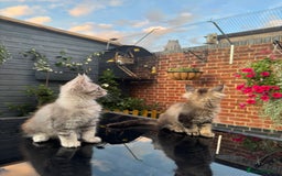 Maine Coon cats for sale: Perfect Maine Coons - Image 16