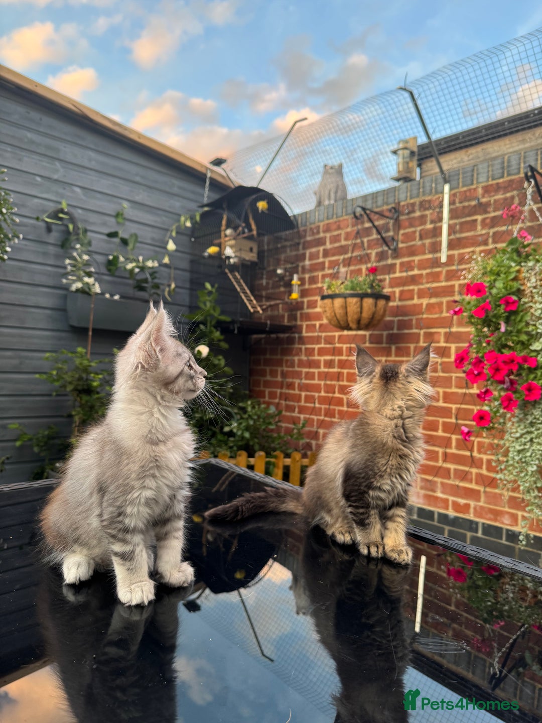 Maine Coon cats for sale: Perfect Maine Coons - Image 16