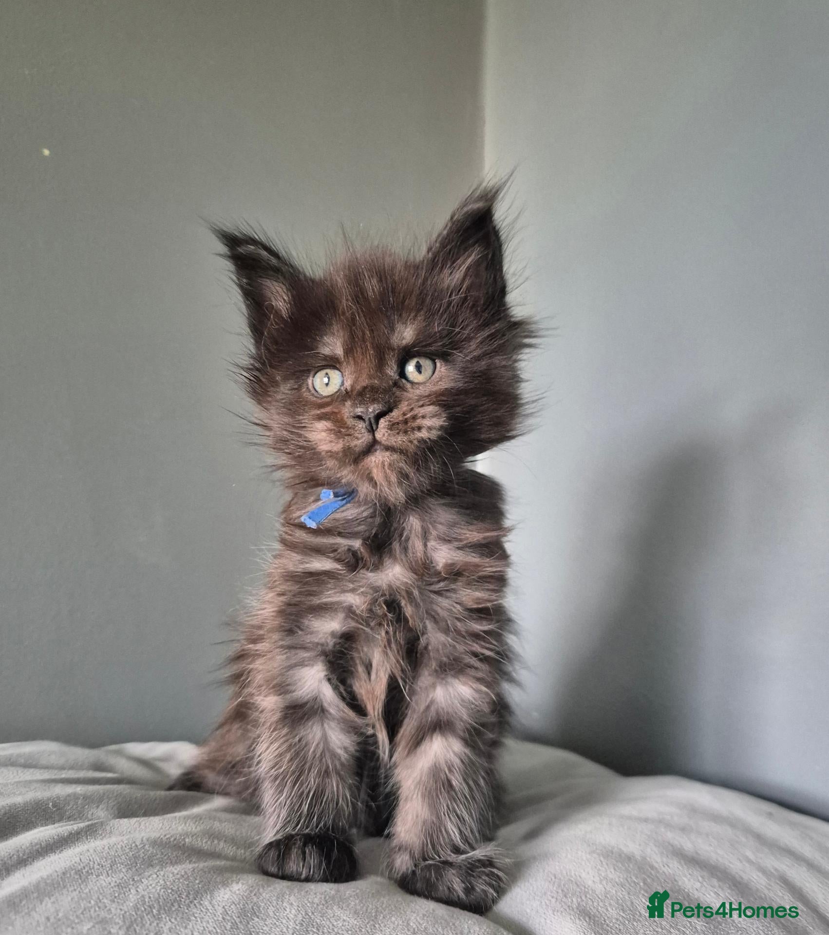 Maine Coon cats Blue/ black smoke Imported Lines - Advert 11