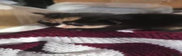 Mixed Breed cats for sale: Ragdoll x calico  - Advert 11