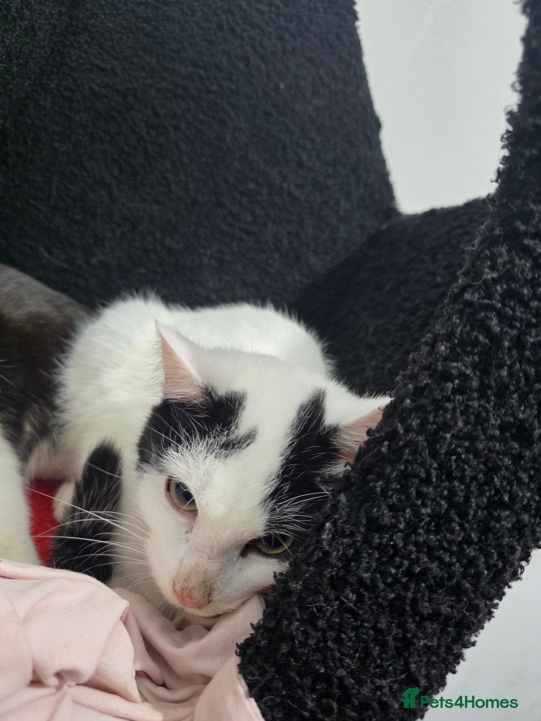 Mixed Breed cats for sale: 2 male kittens £40 for both  - Advert 2