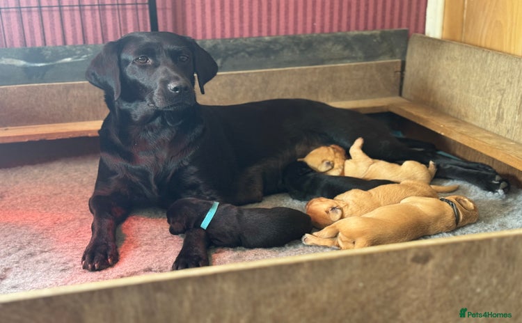 Labrador Retriever dogs - Advert 3