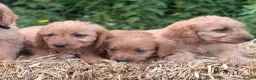 Labradoodle dogs for sale: Beautiful F1 Mini Labradoodle Puppies  - Advert 8