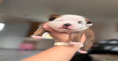 Staffordshire Bull Terrier dogs - Advert 13