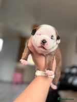 Staffordshire Bull Terrier dogs - Advert 1