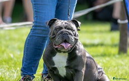 English Bulldog dogs for sale: Re advertised - I am no longer reserved - Image 15