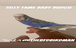 Budgerigars birds for sale: 100% SILLY TAME BABY BUDGIES - Image 4