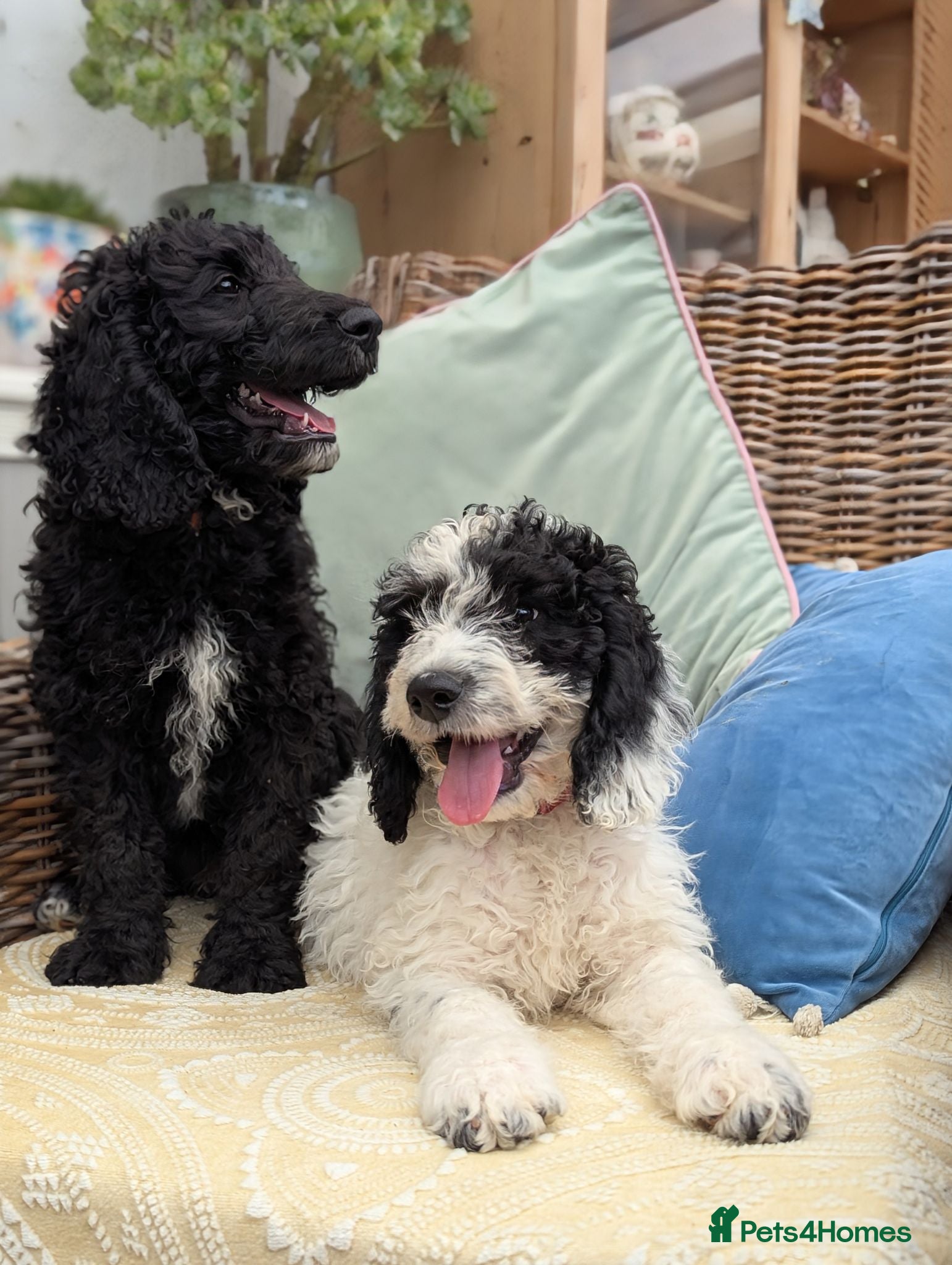 Cockapoo dogs F1 Standard Cockapoo Puppies  - Advert 2