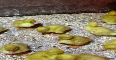 Ducks poultry - Advert 14