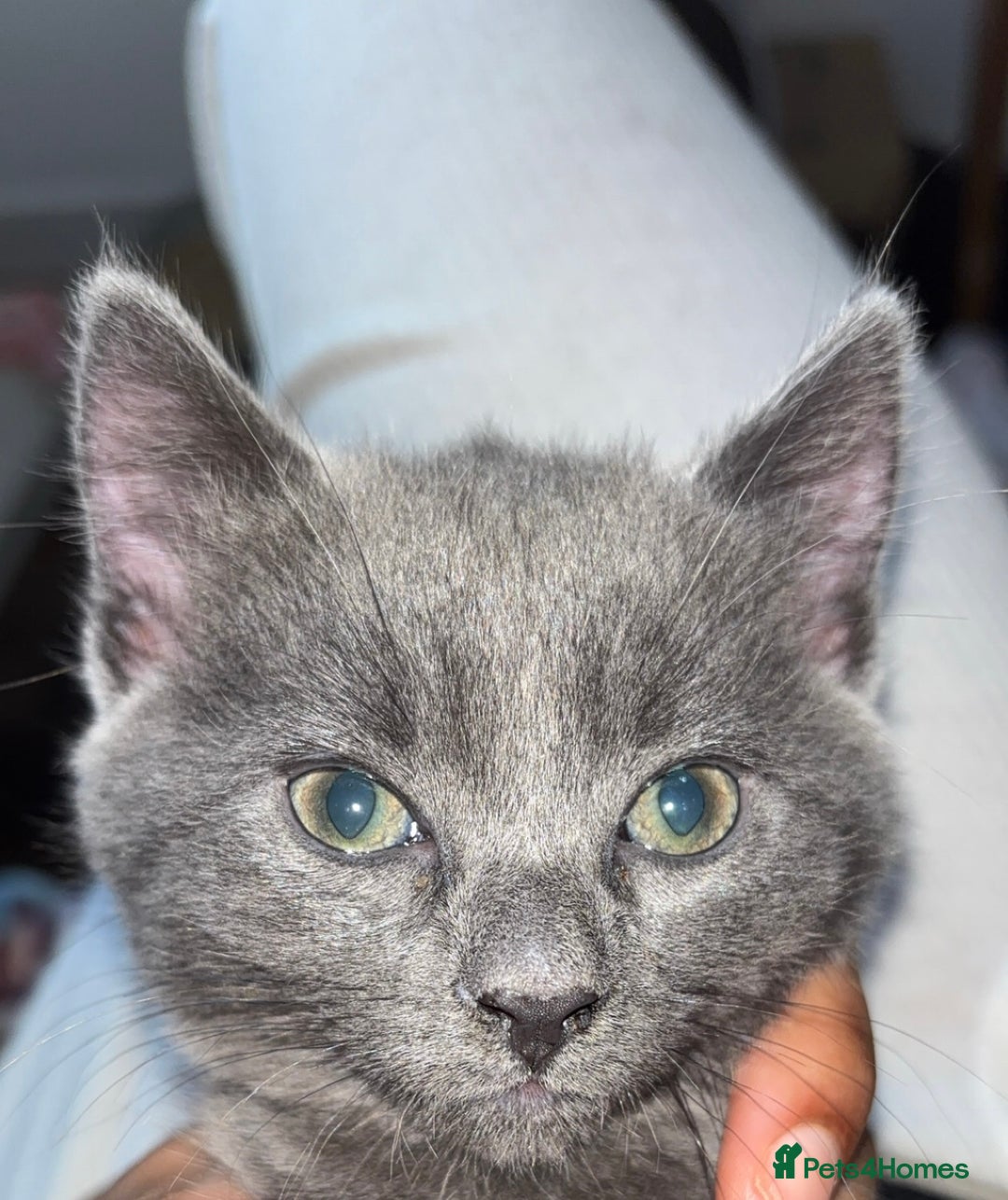 Mixed Breed cats for sale: Stunning Solid Blue/Grey Kitten-Rare Chunky Build - Advert 12