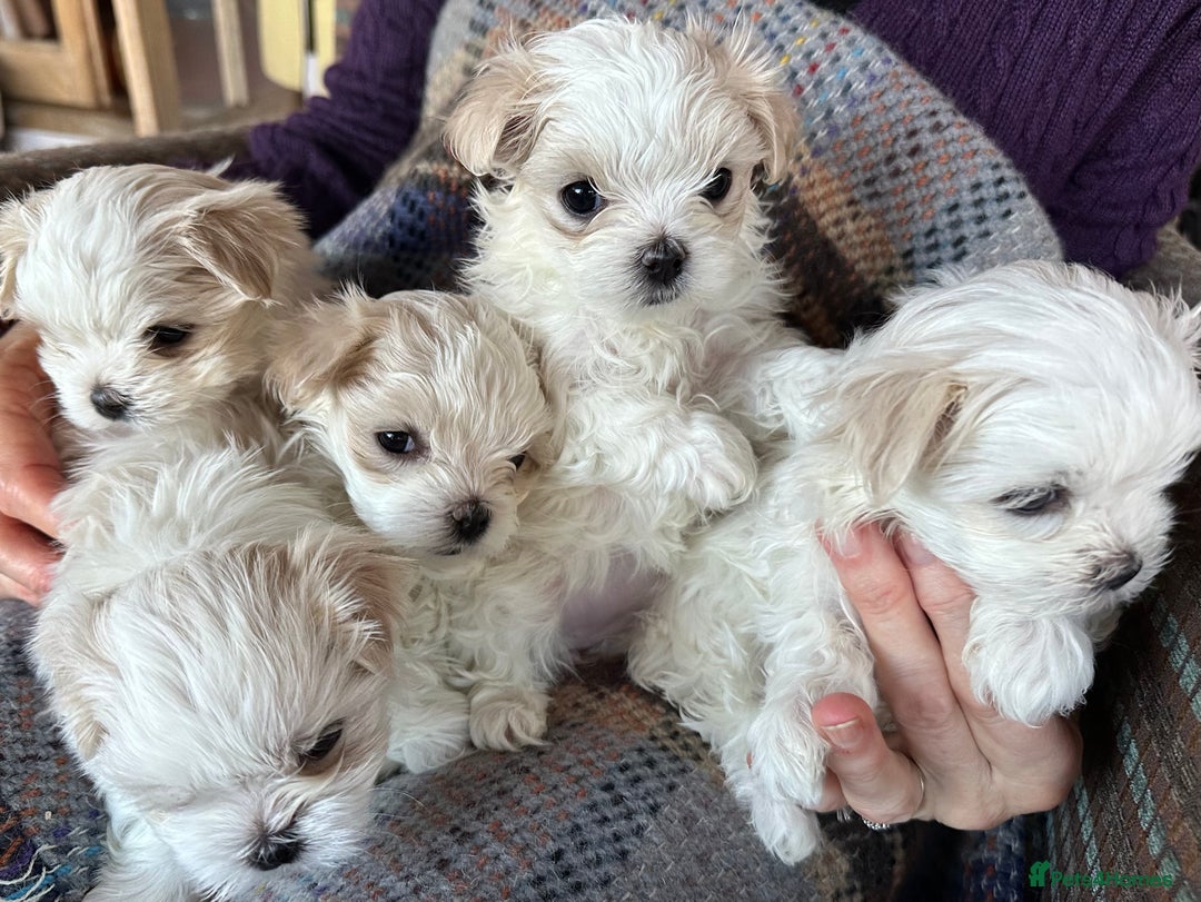 Maltese dogs for sale: Stunning Maltese puppies, K.C. registered - Advert 1