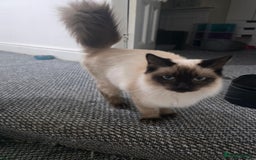 Ragdoll cats for sale: Beautiful Seal Point Ragdoll Male - Image 1
