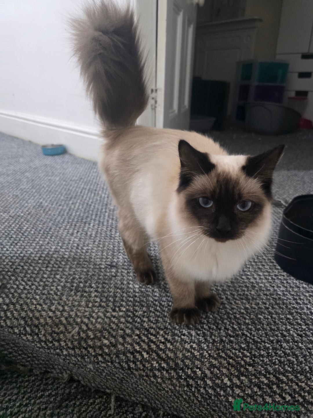 Ragdoll cats for sale: Beautiful Seal Point Ragdoll Male - Image 1