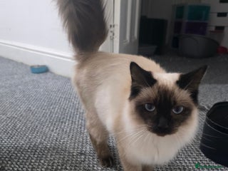 Ragdoll cats - Advert 1