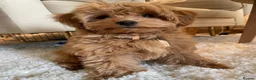 Maltipoo dogs for sale: Adorable Maltipoo Puppy in Wakefield - Advert 4