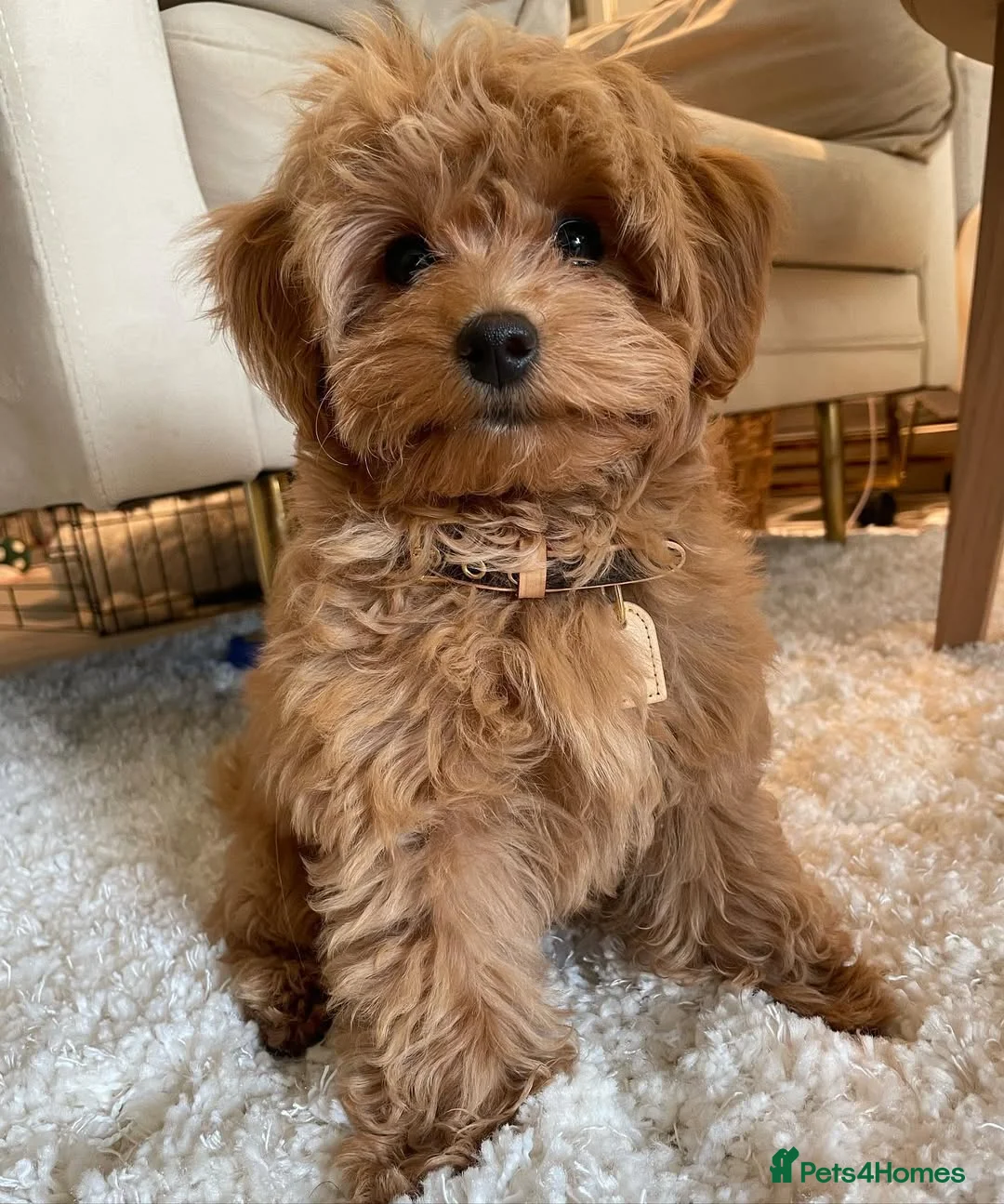 Maltipoo dogs for sale: Adorable Maltipoo Puppy in Wakefield - Advert 4