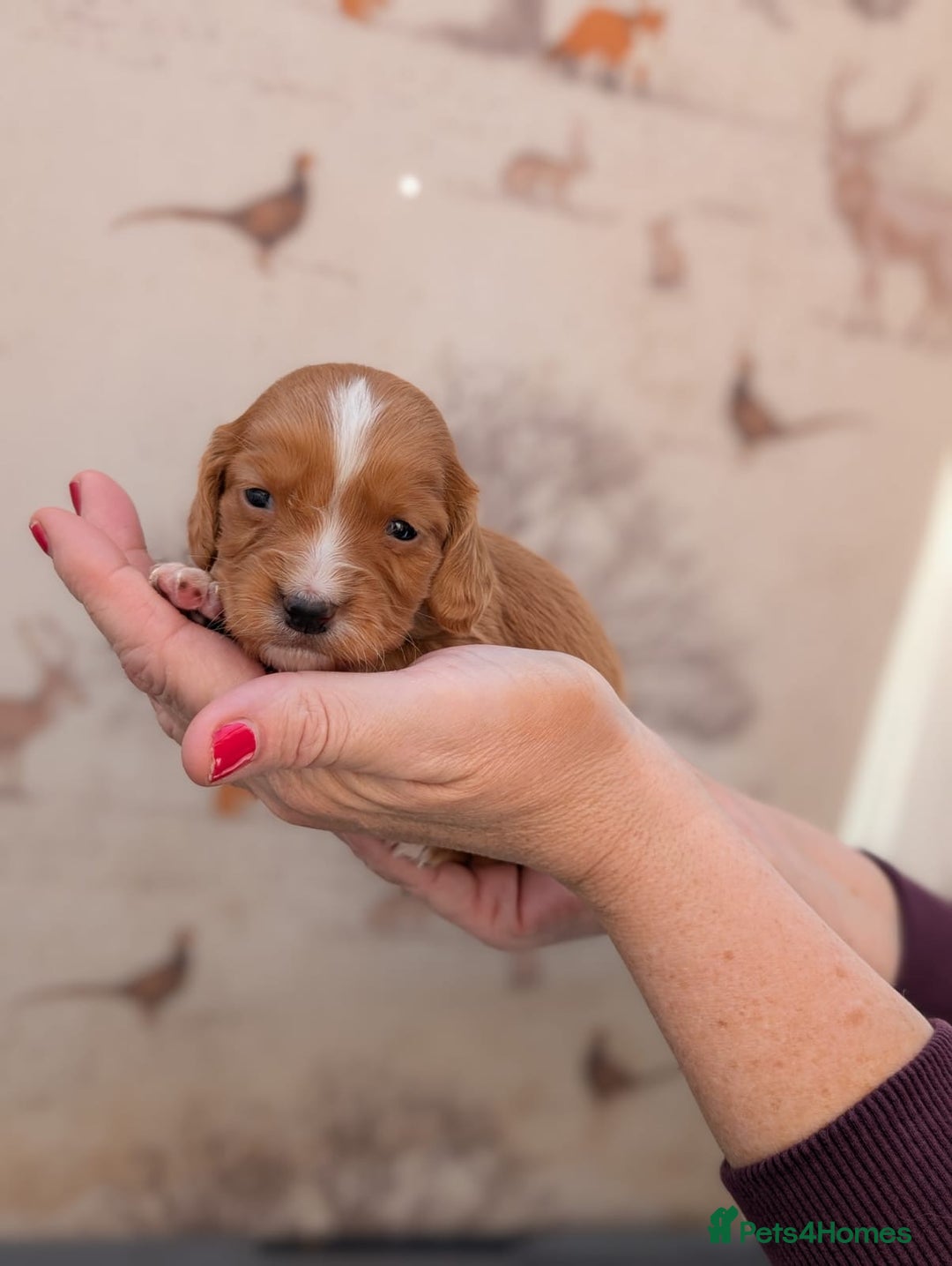 Cocker Spaniel dogs for sale: Beautiful KC Registered Working Cocker Spaniels  - Image 16