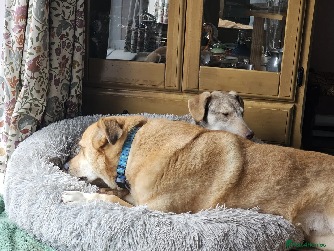 Mixed Breed dogs for adoption: 🌿Lovely GRACE – for a Confident & Loving Home🌿 - Advert 7