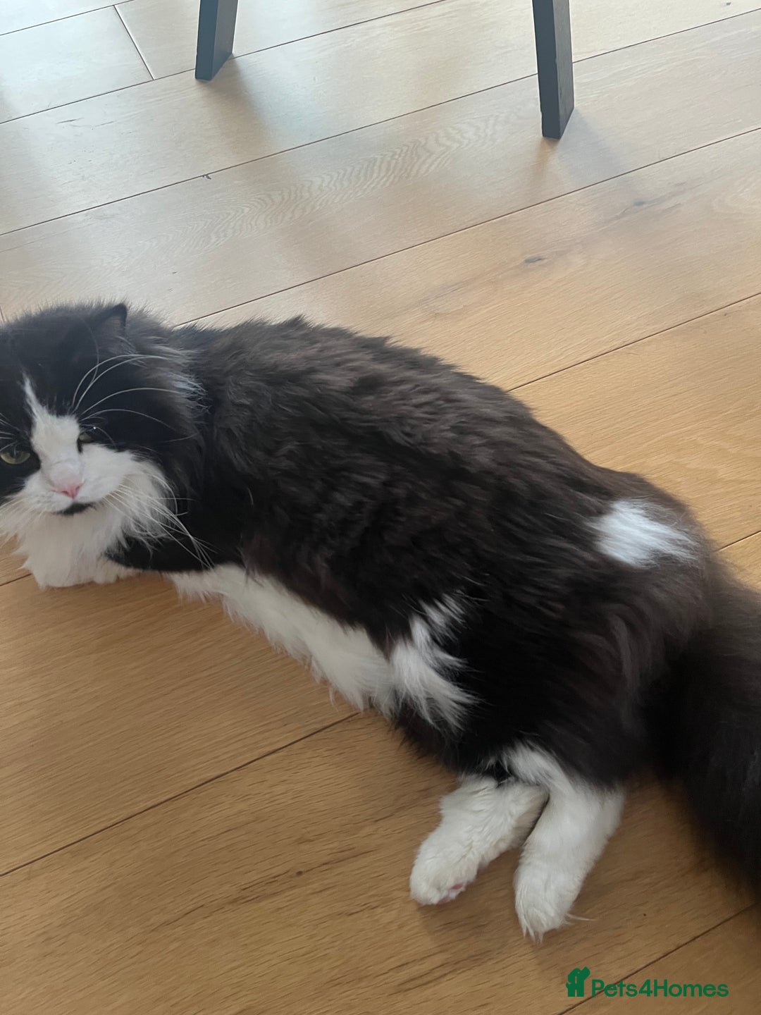 Mixed Breed cats for stud: Handsome and Calm Tuxedo for stud service - Image 4
