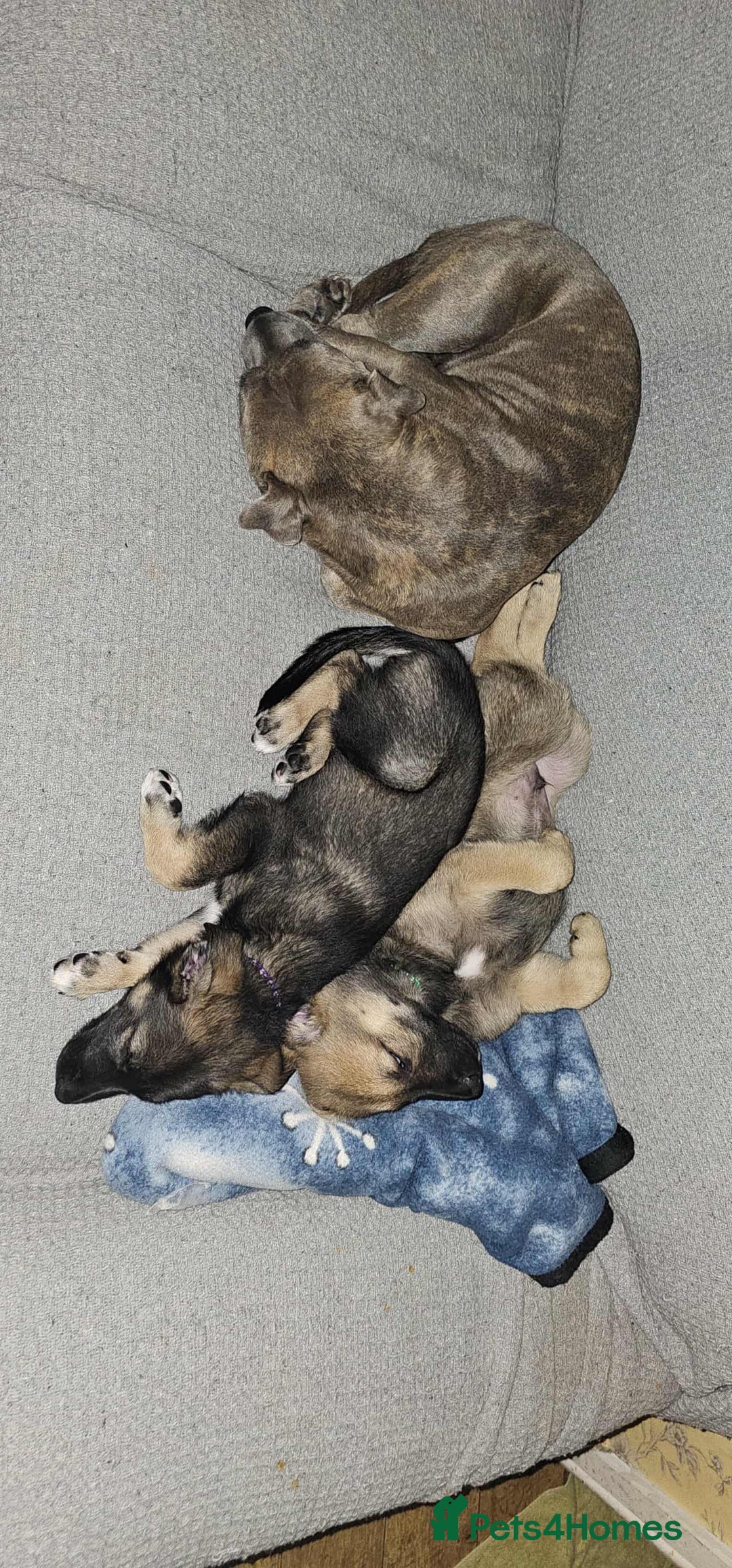 Mixed Breed dogs for sale: German Shepherd cross collie/lurcher puppies  - Image 4