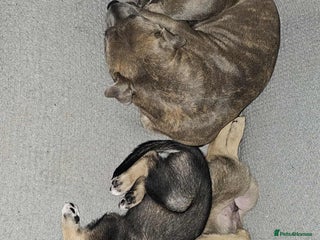 Mixed Breed dogs - Advert 6