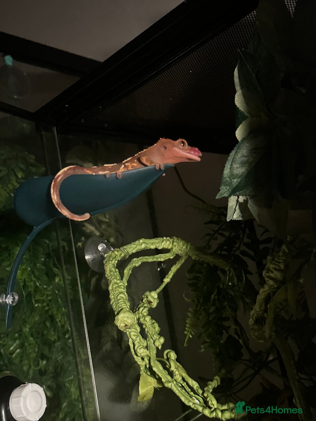 Gecko reptiles for sale: Crested gecko- includes setup - Advert 5