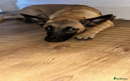 Belgian Shepherd Dog dogs for sale: Ki-Ki the Belgium Shepherd  - Image 4