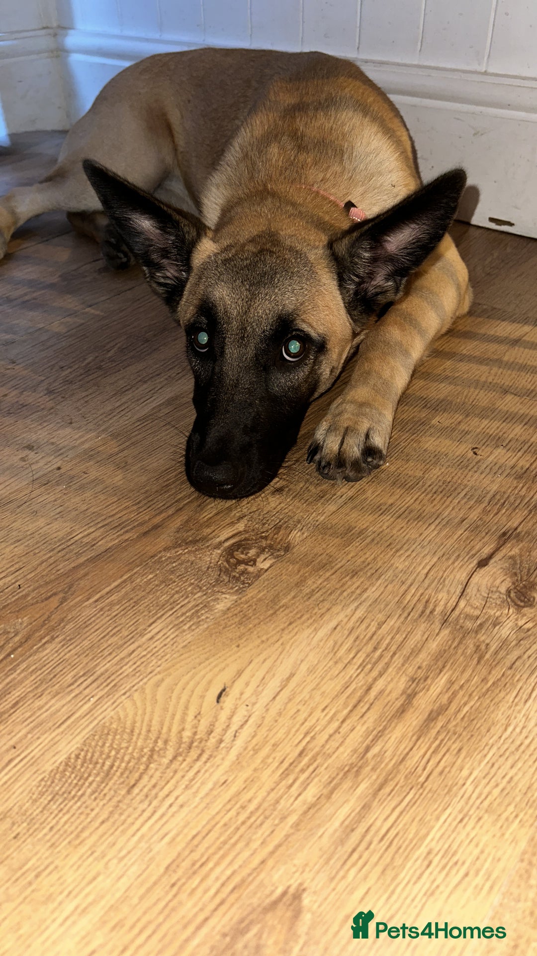 Belgian Shepherd Dog dogs for sale: Ki-Ki the Belgium Shepherd  - Image 4