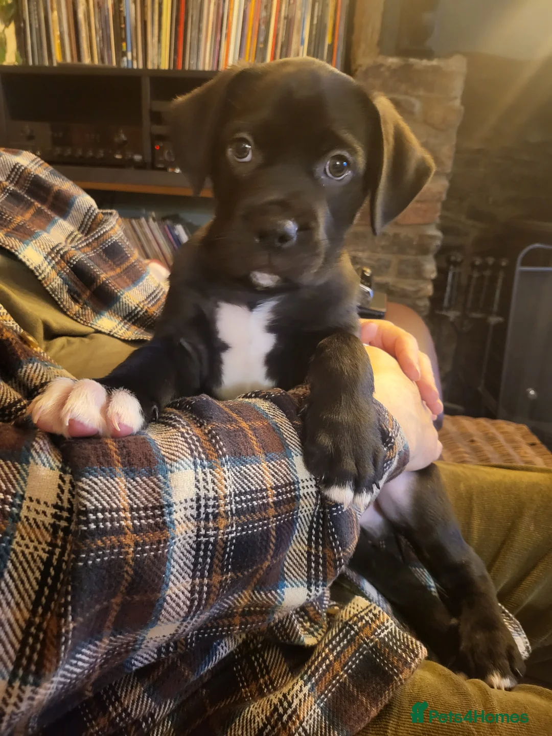 Mixed Breed dogs for sale: Cane Corso X Newfoundland/Labrador Puppies - Advert 17