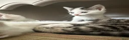 Mixed Breed cats for sale: Cute kittens - Advert 24