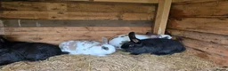Mixed Breed rabbits for sale: Rabbits for sale. - Advert 3