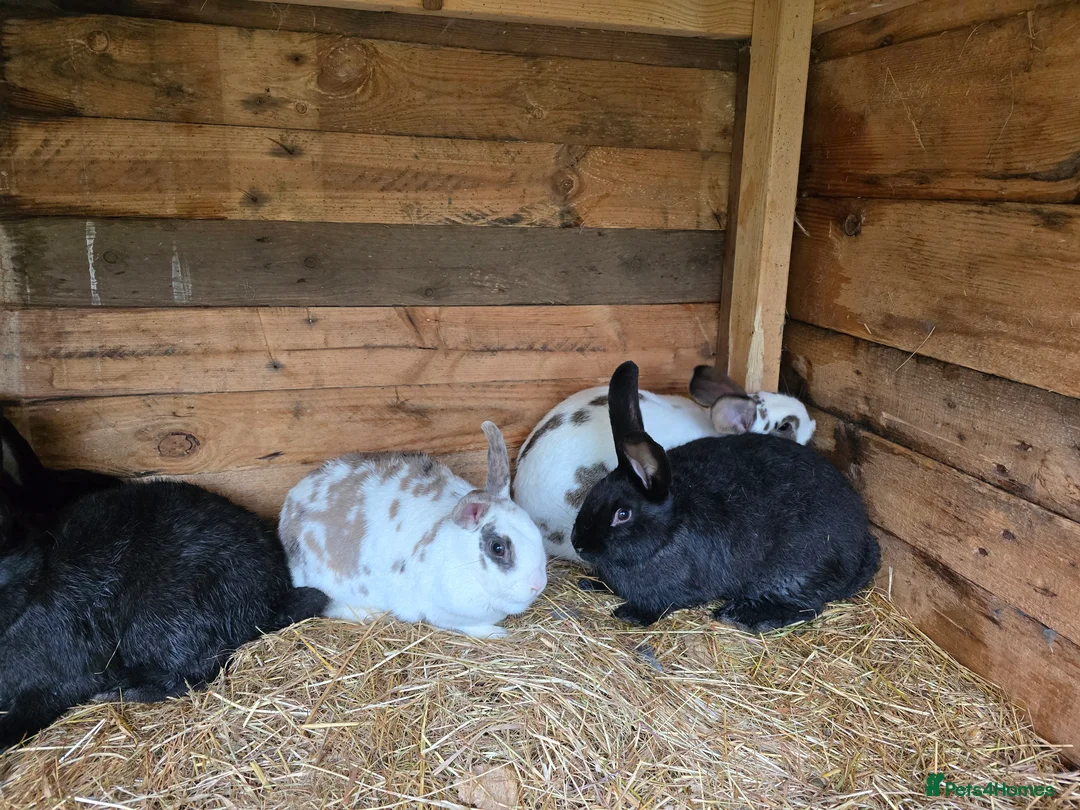 Mixed Breed rabbits for sale: Rabbits for sale. - Advert 3