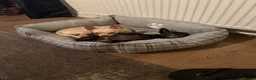 Chihuahua dogs for sale: Bino and Boo  in Banbury - Advert 8