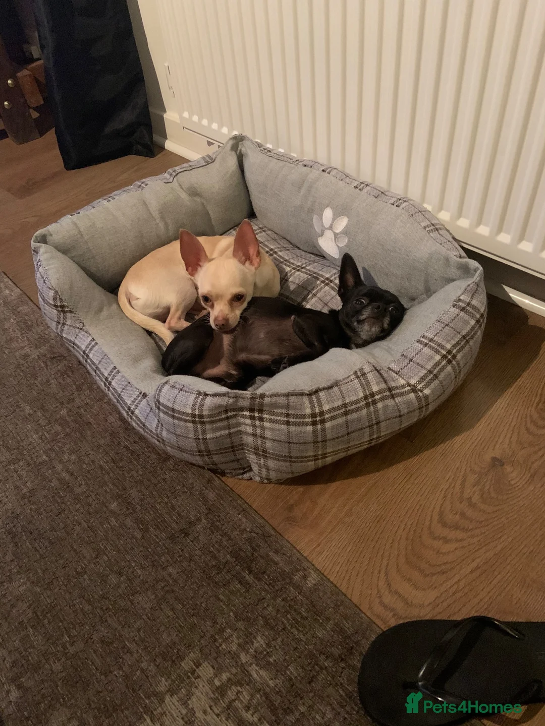 Chihuahua dogs for sale: Bino and Boo  in Banbury - Advert 8